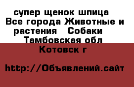 супер щенок шпица - Все города Животные и растения » Собаки   . Тамбовская обл.,Котовск г.